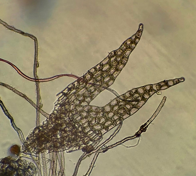 Geocalyx graveolens
